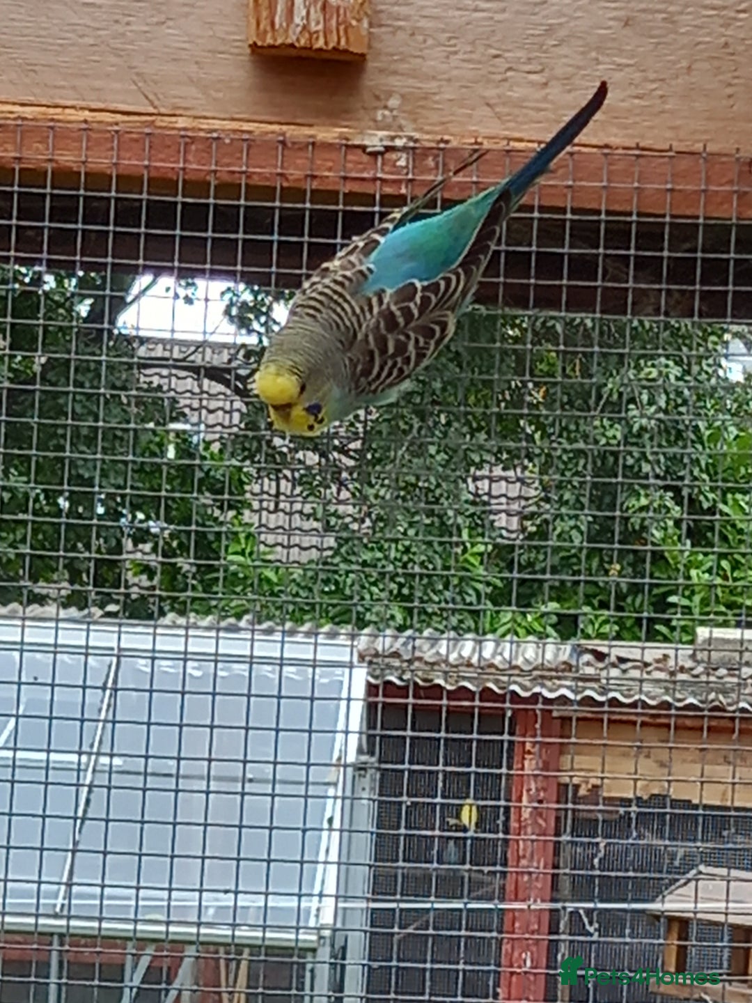 Budgerigars birds for sale: Young budgies for sale £20 sandbach cheshire - Image 5