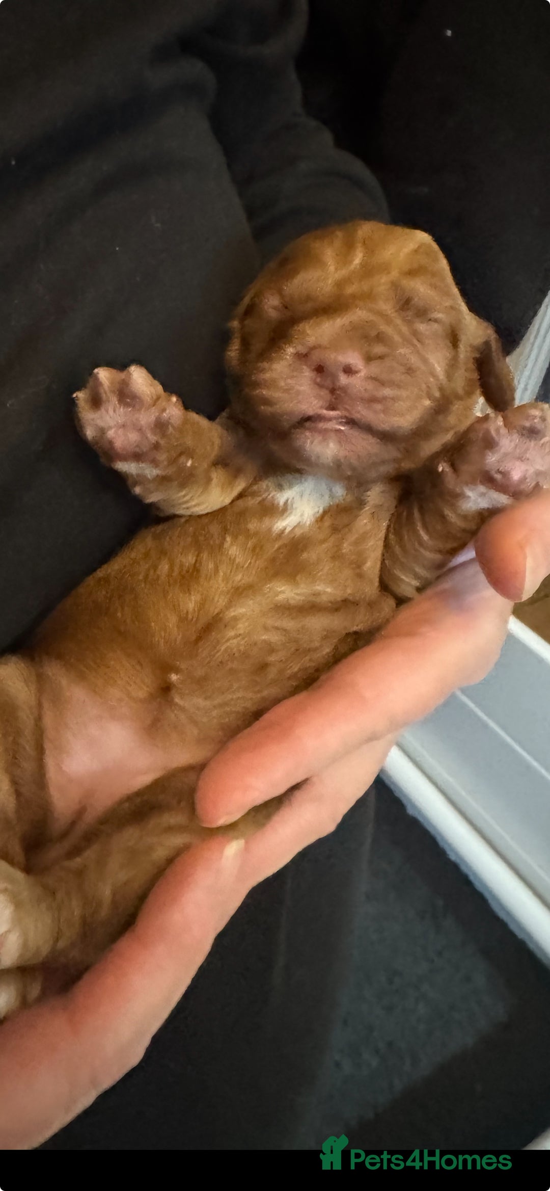 Australian Labradoodle dogs for sale: 100% Pure bred Australian Labradoodle - Advert 14