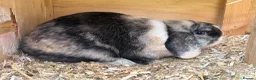 Mini Lop rabbits for sale: Trio of breeding mini lops  - Advert 6