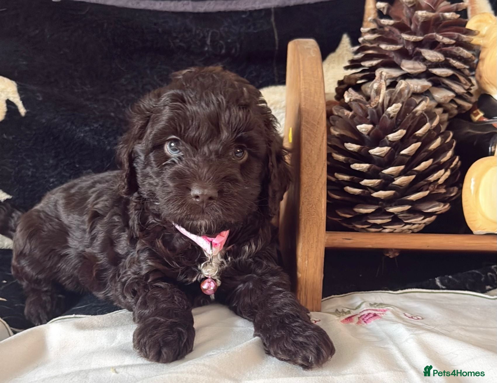 Cockapoo dogs Cockapoo puppies 100%  - Advert 6