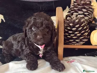 Cockapoo dogs Cockapoo puppies 100% - Advert 6