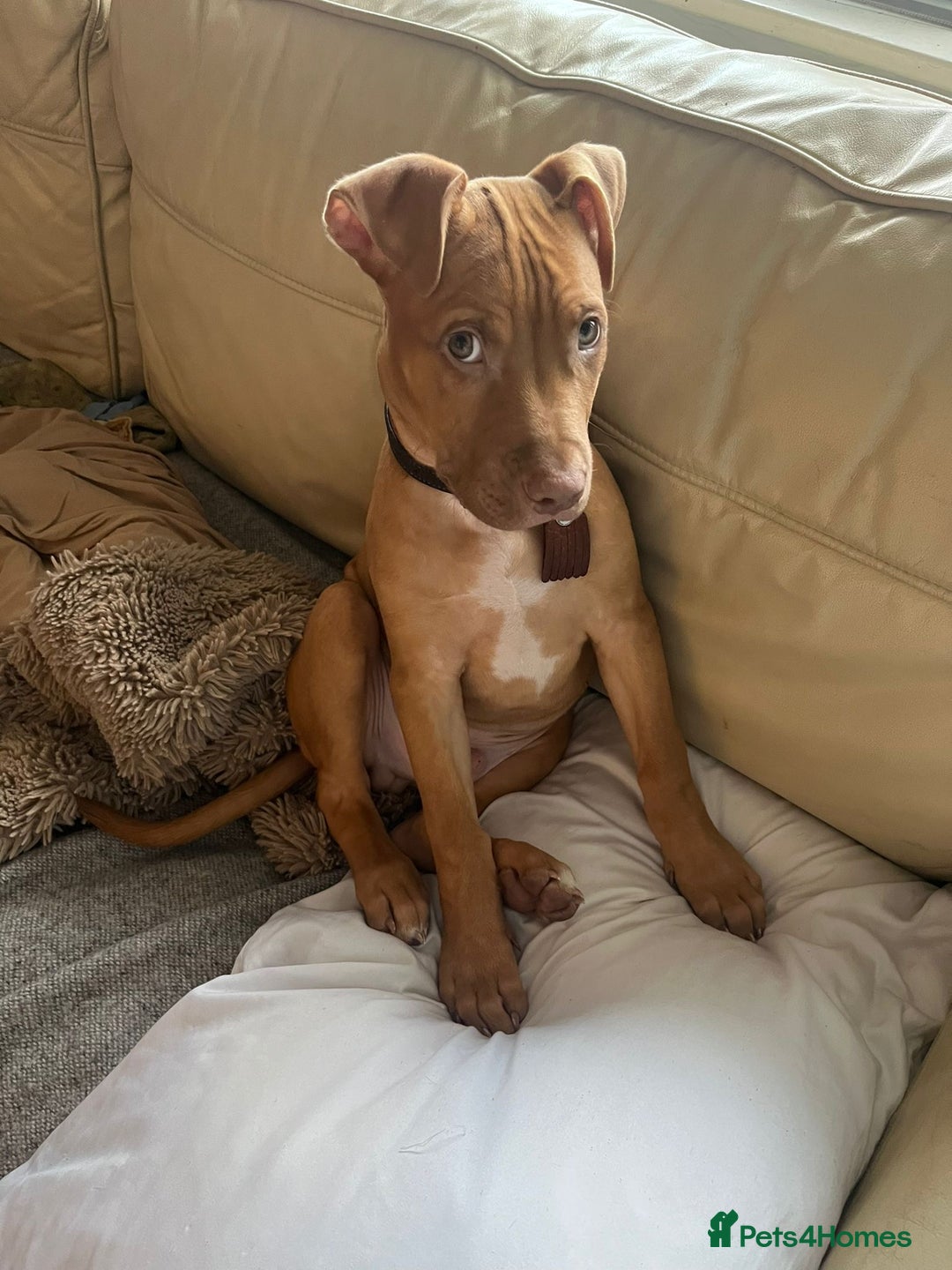 Mixed Breed dogs for sale: 4 month old male puppy - Advert 3