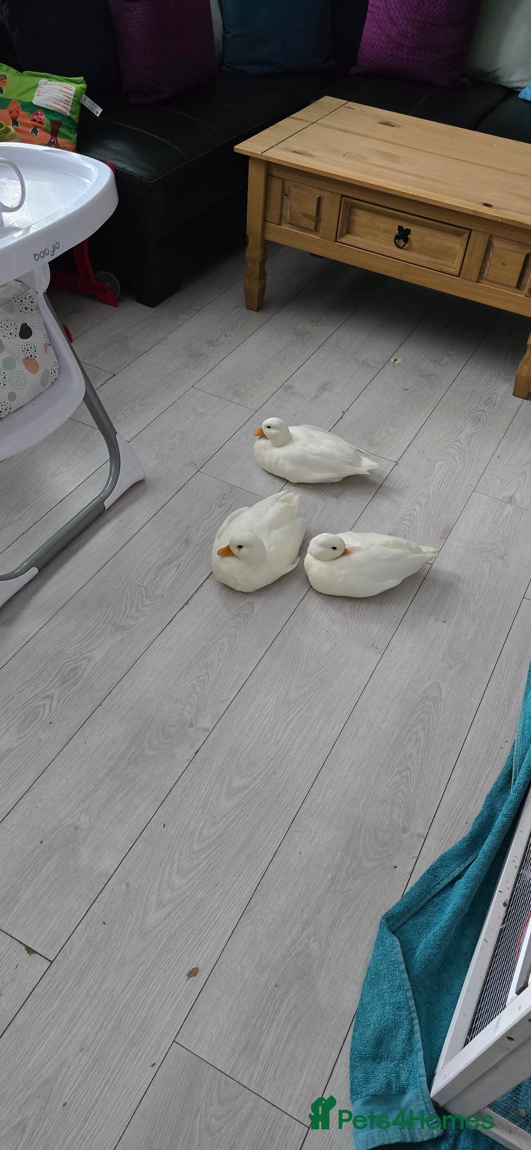 Ducks poultry for sale: 3 18+ weeks old female call ducks  - Image 2