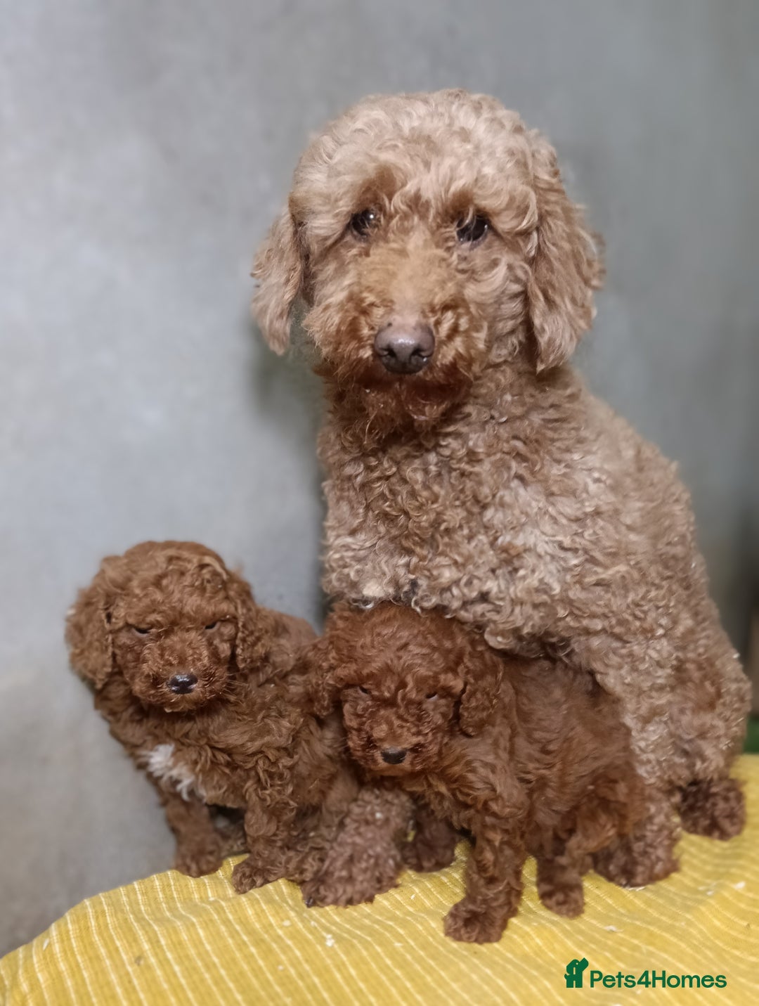 Miniature Poodle dogs for sale: Adorable Ruby Red & white female miniature poodles - Advert 3