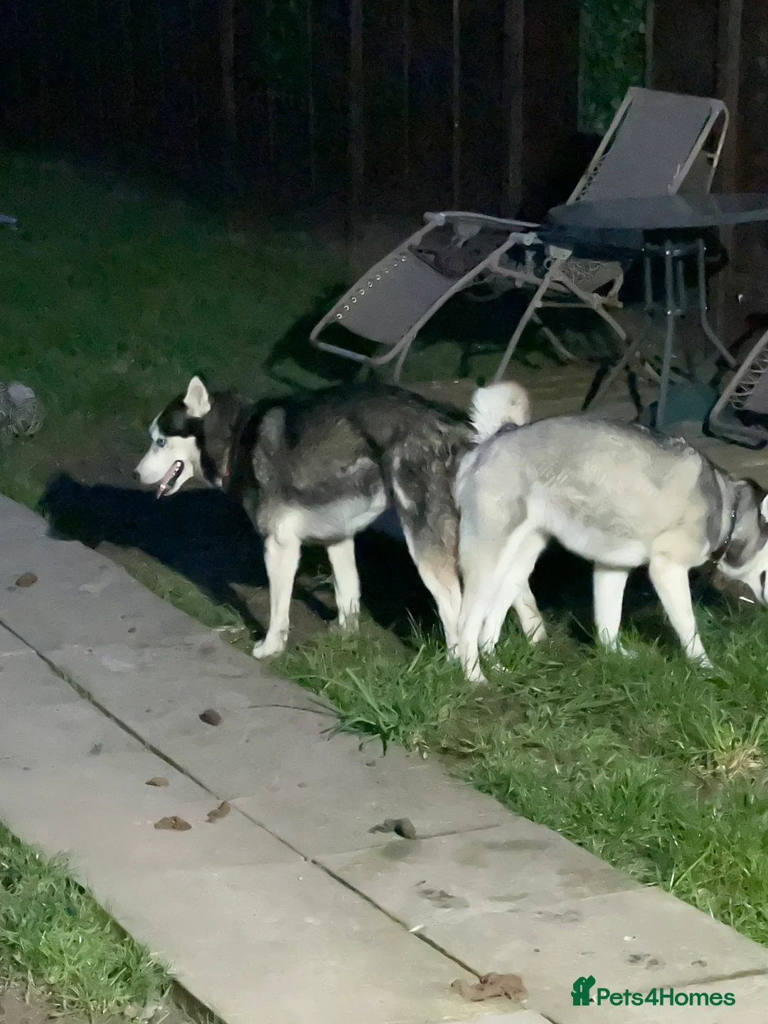 Siberian Husky dogs for stud: 🐺Lucky🐺 in Birmingham - Advert 19
