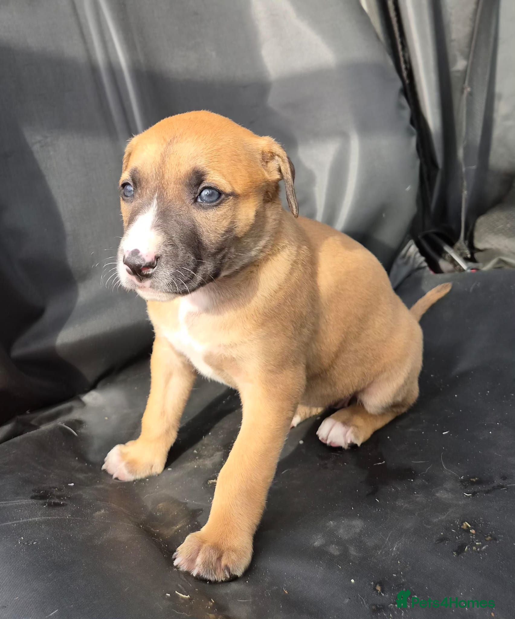 Mixed Breed dogs Lurcher bull puppies for sale - Advert 2