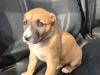 Mixed Breed dogs Lurcher bull puppies for sale - Advert 2