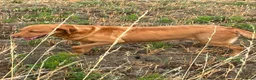 Labrador Retriever dogs for sale: Fox red Labrador  - Advert 5