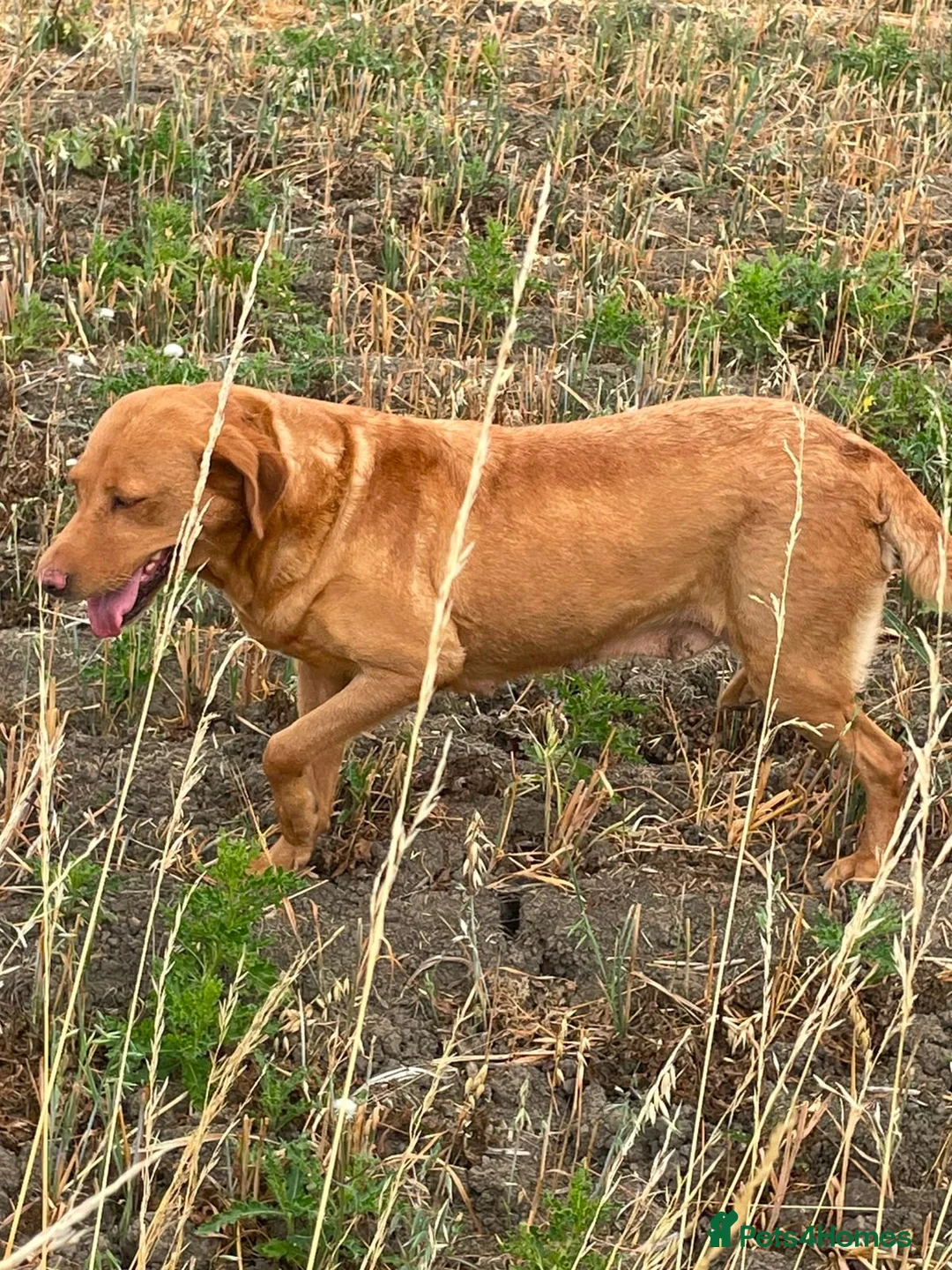 Labrador Retriever dogs for sale: Fox red Labrador  - Advert 5