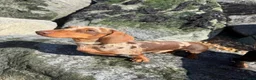 Dachshund dogs for stud: Chocolate dapple miniature dachshund for stud  - Advert 3