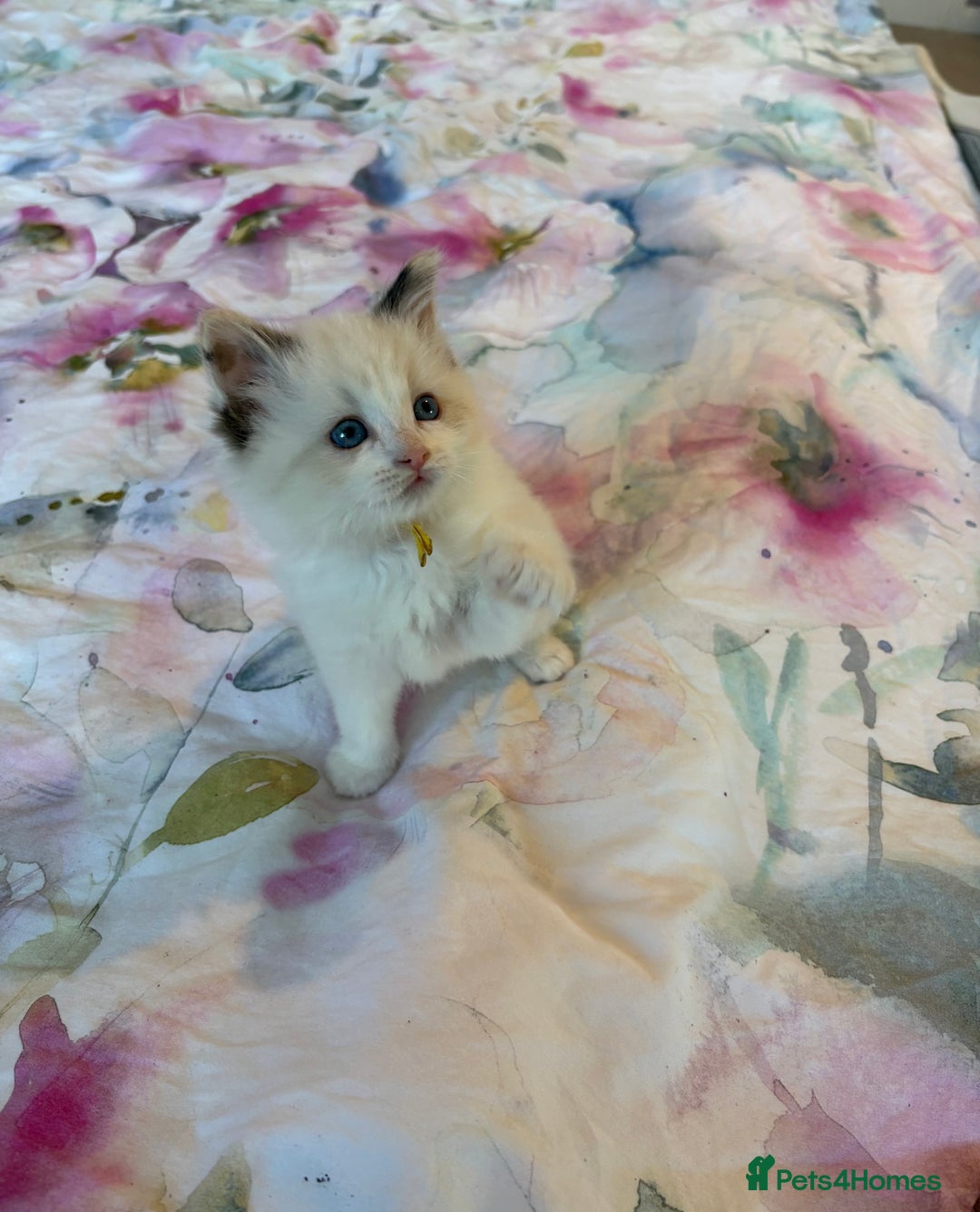 Ragdoll cats for sale: Kittens from Extensively Health Tested Parents - Advert 12