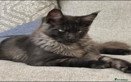 Maine Coon cats for sale:  Maine coon x BSH stunning kittens 😻 - Image 24