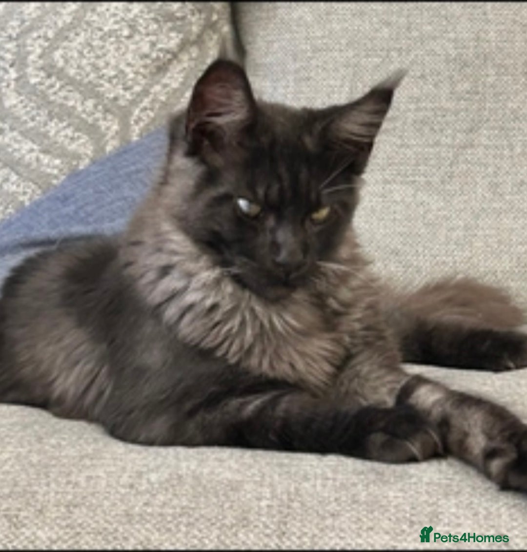 Maine Coon cats for sale:  Maine coon x BSH stunning kittens 😻 - Image 24