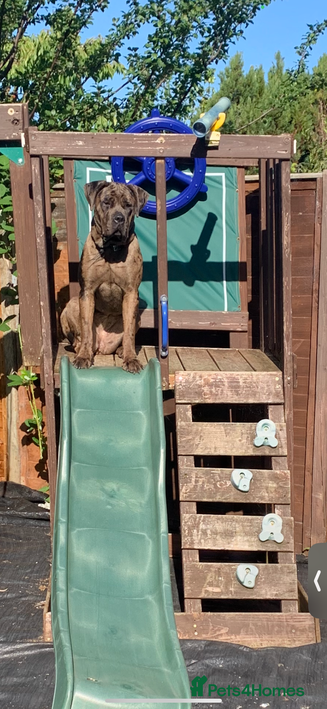 Cane Corso dogs for sale: Cane corso - Advert 9