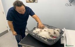 Ragdoll cats for sale: Beautiful champion lines purebred Ragdoll kittens - Image 19