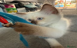 Ragdoll cats for sale: RARE RAGDOLL BABYS  - Image 9