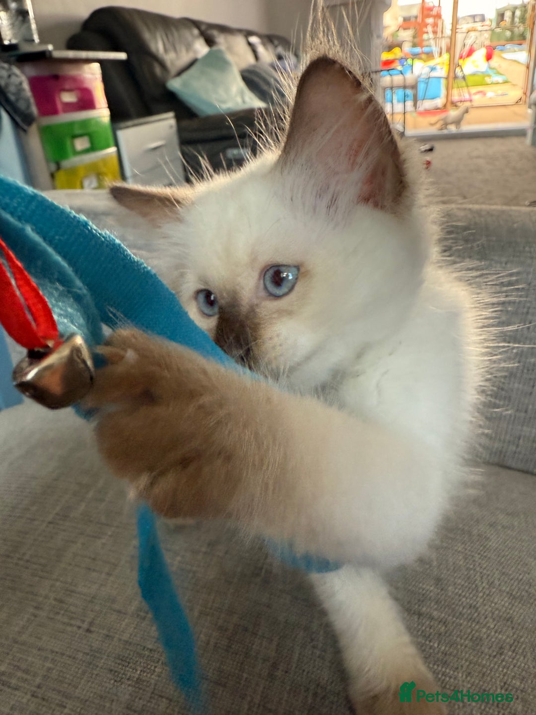 Ragdoll cats for sale: RARE RAGDOLL BABYS  - Image 9