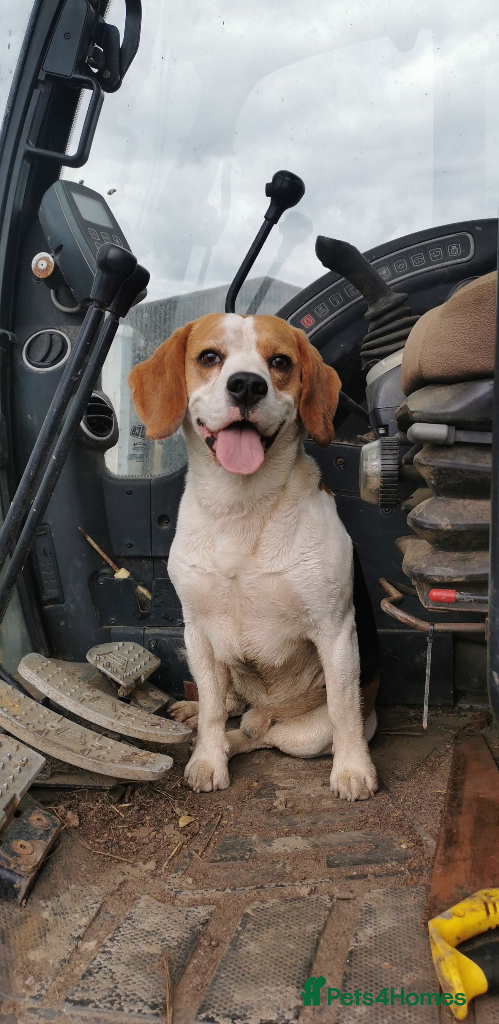Beagle dogs Beagle for stud proven in Bathgate - Advert 2