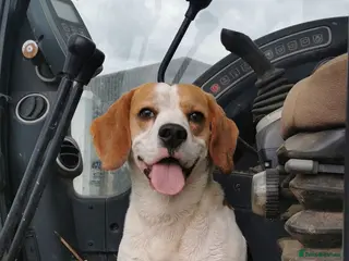 Beagle dogs Beagle for stud proven in Bathgate - Advert 2