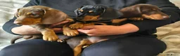 Dachshund dogs for sale: Dachshund  - Advert 13