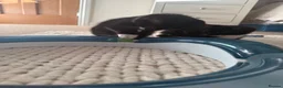 Mixed Breed cats for sale: Kittens looking for their PURRfect forever homes - Advert 14