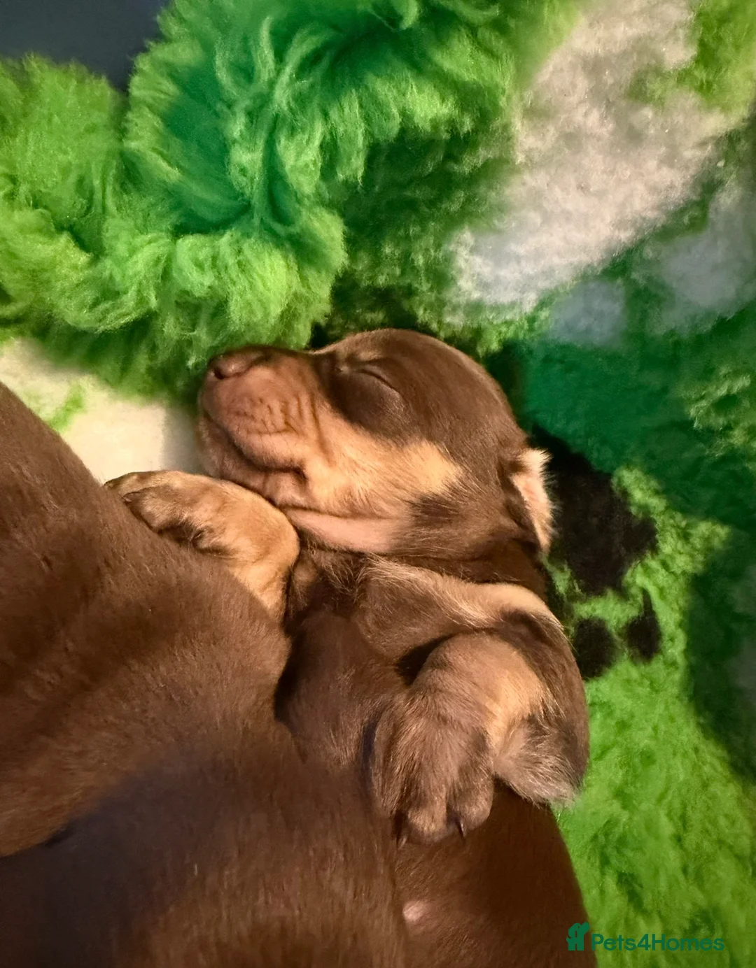 Miniature Dachshund dogs for sale: Mini smooth dachshund boys  - Advert 2