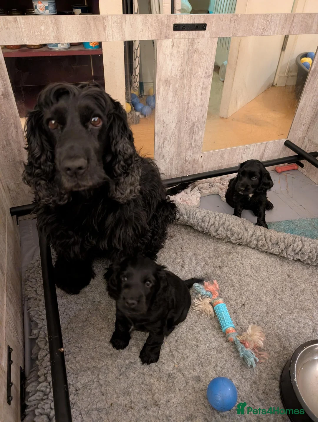 Cocker Spaniel dogs for sale: Last female show cocker spaniel black w/ white - Advert 4