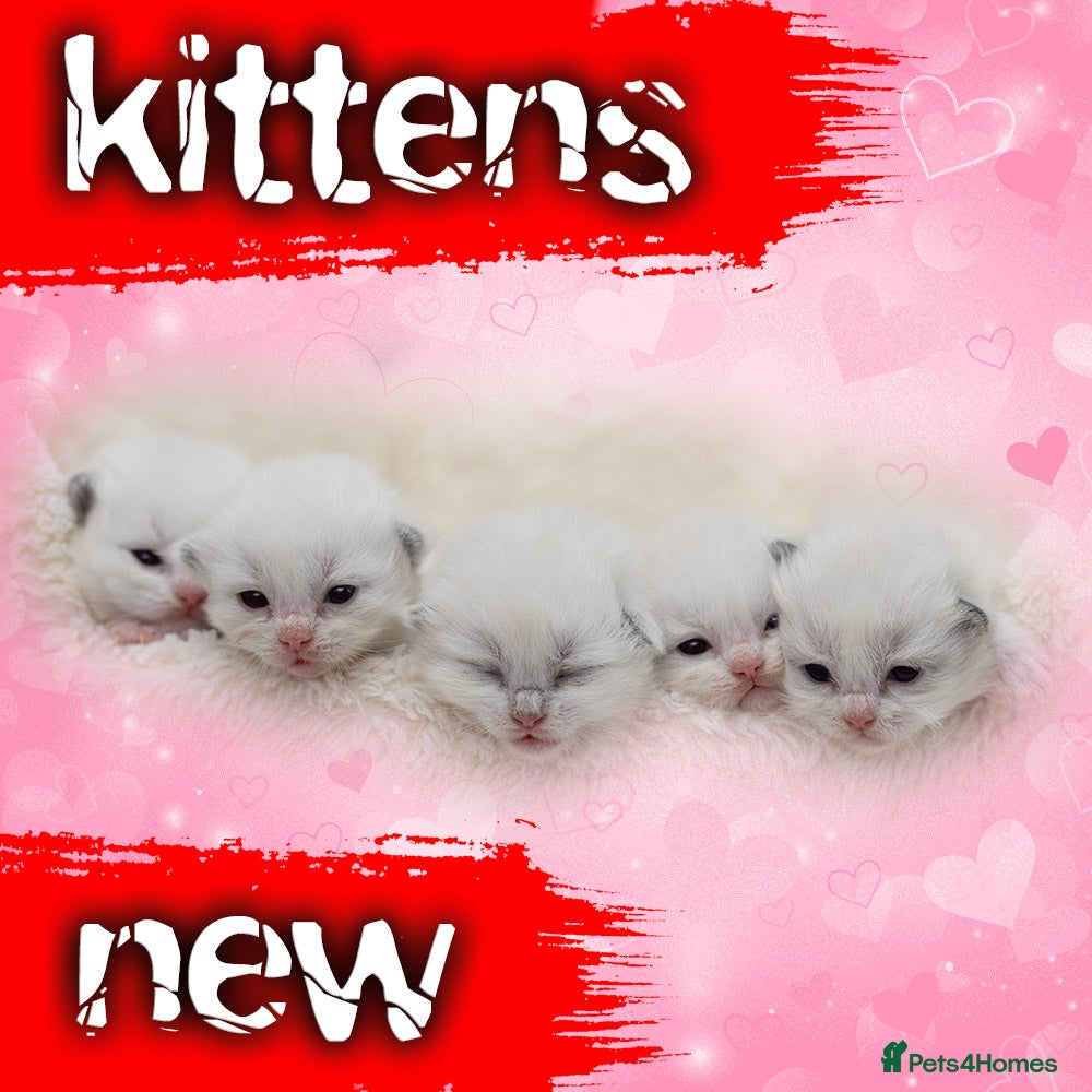 Ragdoll cats Ragdoll Kitten Boy LRDA Champion Bloodline! - Advert 1