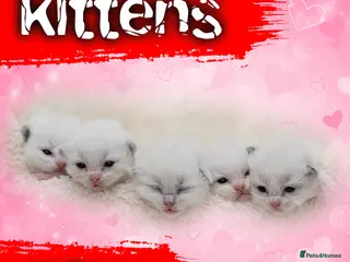 Ragdoll cats Ragdoll Kitten Boy LRDA Champion Bloodline! - Advert 1