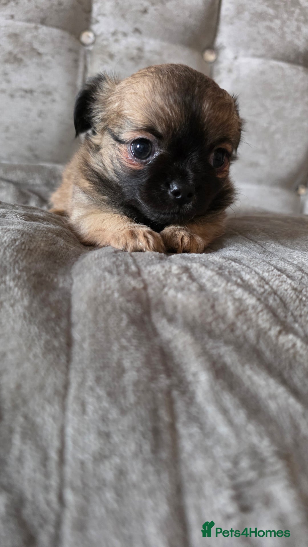 Chihuahua dogs for sale: Tiny Long-Haired Chihuahua Puppies - Image 15