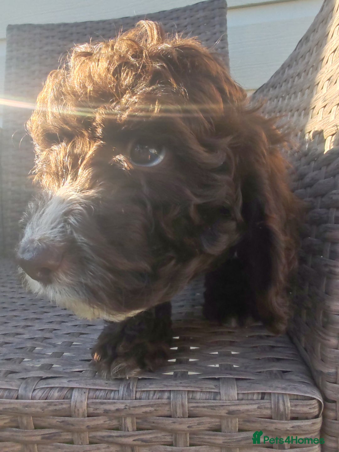 Cockapoo dogs for sale: Cockapoo puppies - Image 3