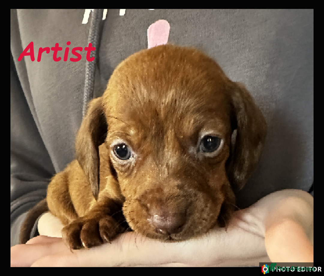 Dachshund dogs for sale: Beautiful Dachshunds ❤️❤️ - Advert 6