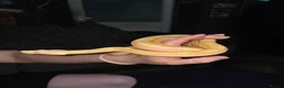 Boa Snake reptiles for sale: CB25 motley albino female boa constrictor  in Stourbridge - Advert 2