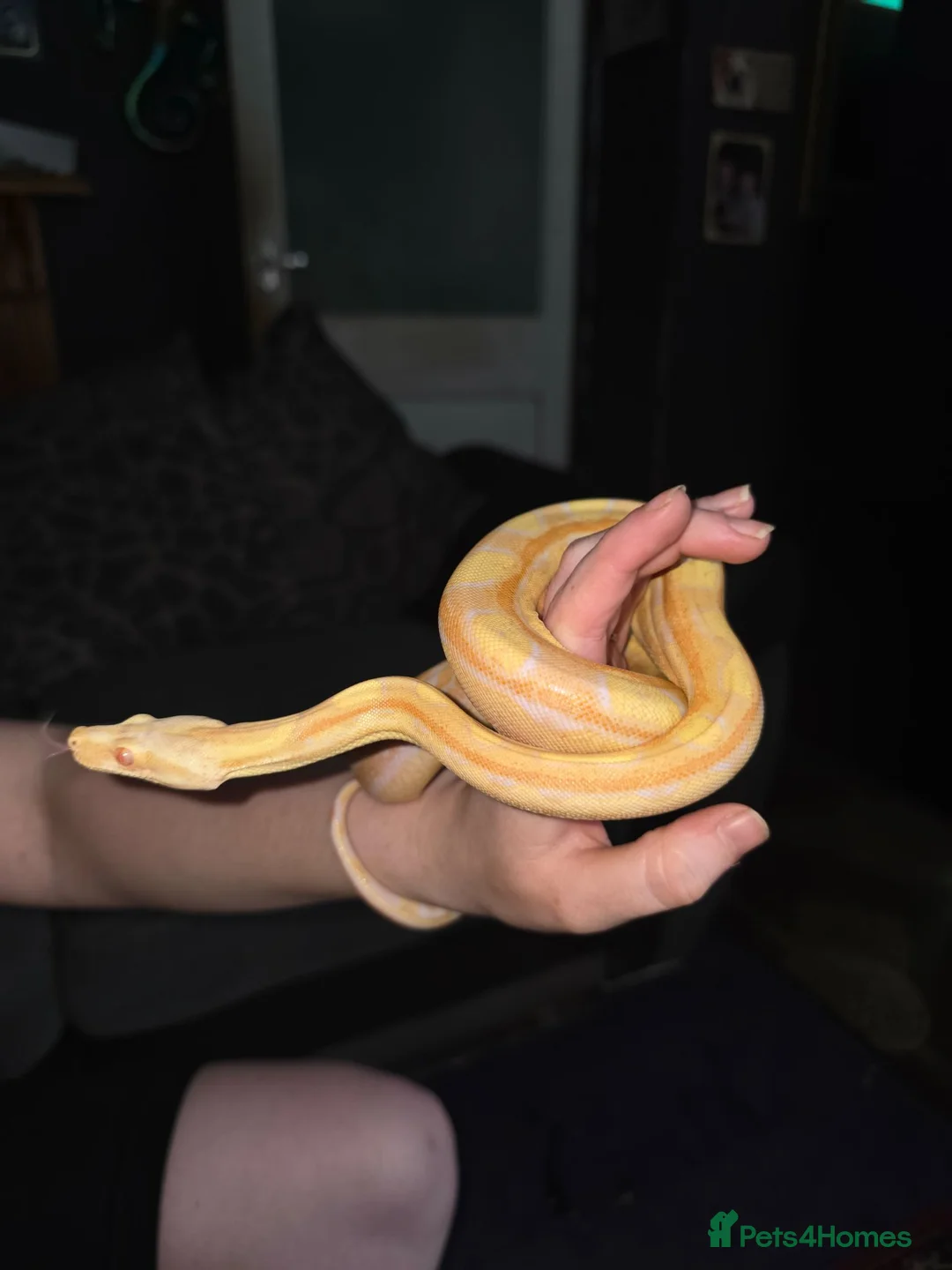 Boa Snake reptiles for sale: CB25 motley albino female boa constrictor  in Stourbridge - Advert 2