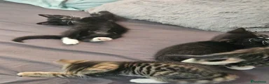 Tuxedo