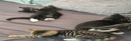 Domestic Shorthair cats for sale: Tabby cat and tuxedo cat for sale - Advert 5