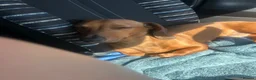 Dachshund dogs for sale: Vinnie  - Advert 5