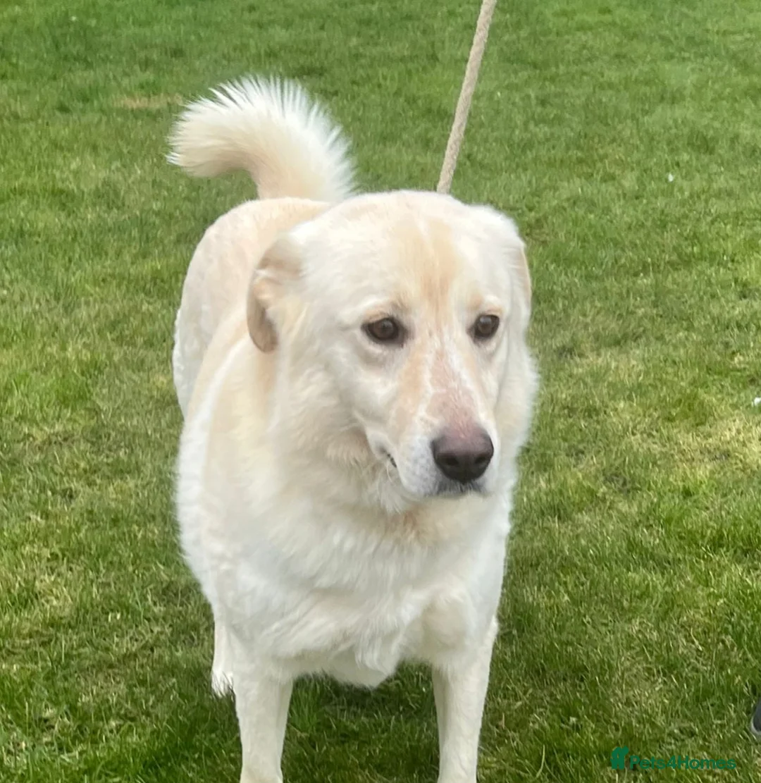 Mixed Breed dogs for adoption: Stunning Apolo  in Lancaster - Advert 2