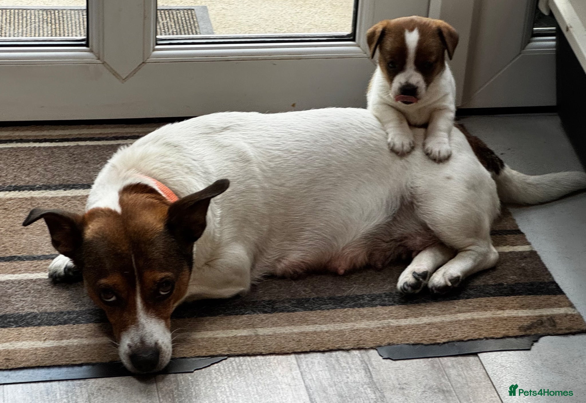Jack Russell dogs ✨ Gorgeous Jack Russell pup female ✨ - Advert 2
