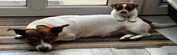 Jack Russell dogs for sale: ✨ Gorgeous Jack Russell pup female ✨ - Advert 2