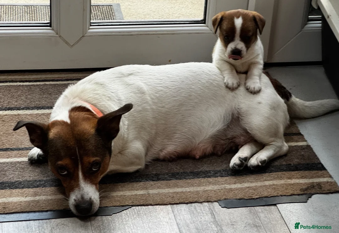Jack Russell dogs for sale: ✨ Gorgeous Jack Russell pup female ✨ - Advert 2