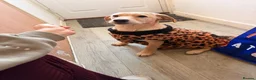 Labrador Retriever dogs for sale: 6 month old lab  in Bedford - Advert 3
