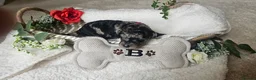 Cockapoo dogs for sale: Beautiful F1B blue merle miniature poodle  - Advert 7