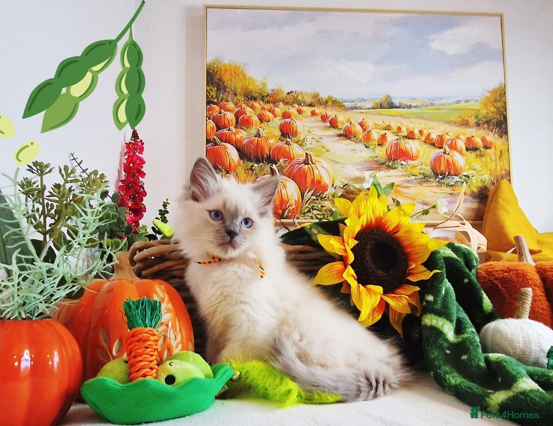 Ragdoll cats for sale: GCCF Ragdoll Kittens - Outstanding!  - Image 11