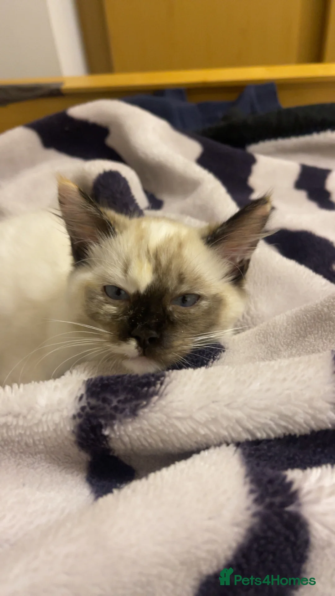 Ragdoll cats for sale: GCCF registered Ragdoll kittens purebred pedigree  - Advert 9