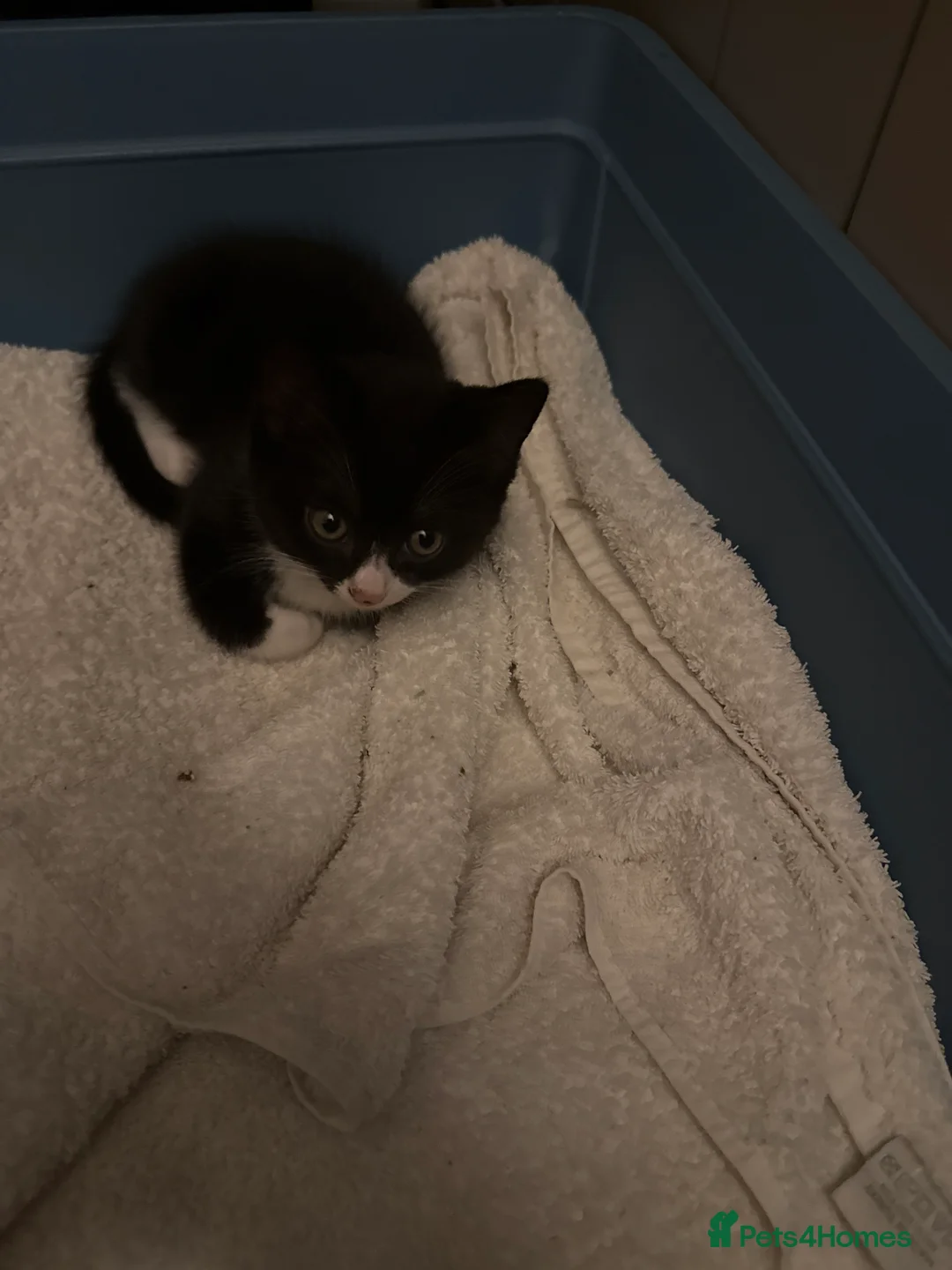 Mixed Breed cats for sale: Kittens - Advert 2