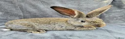 Continental Giant rabbits for sale: Baby giants  - Advert 13