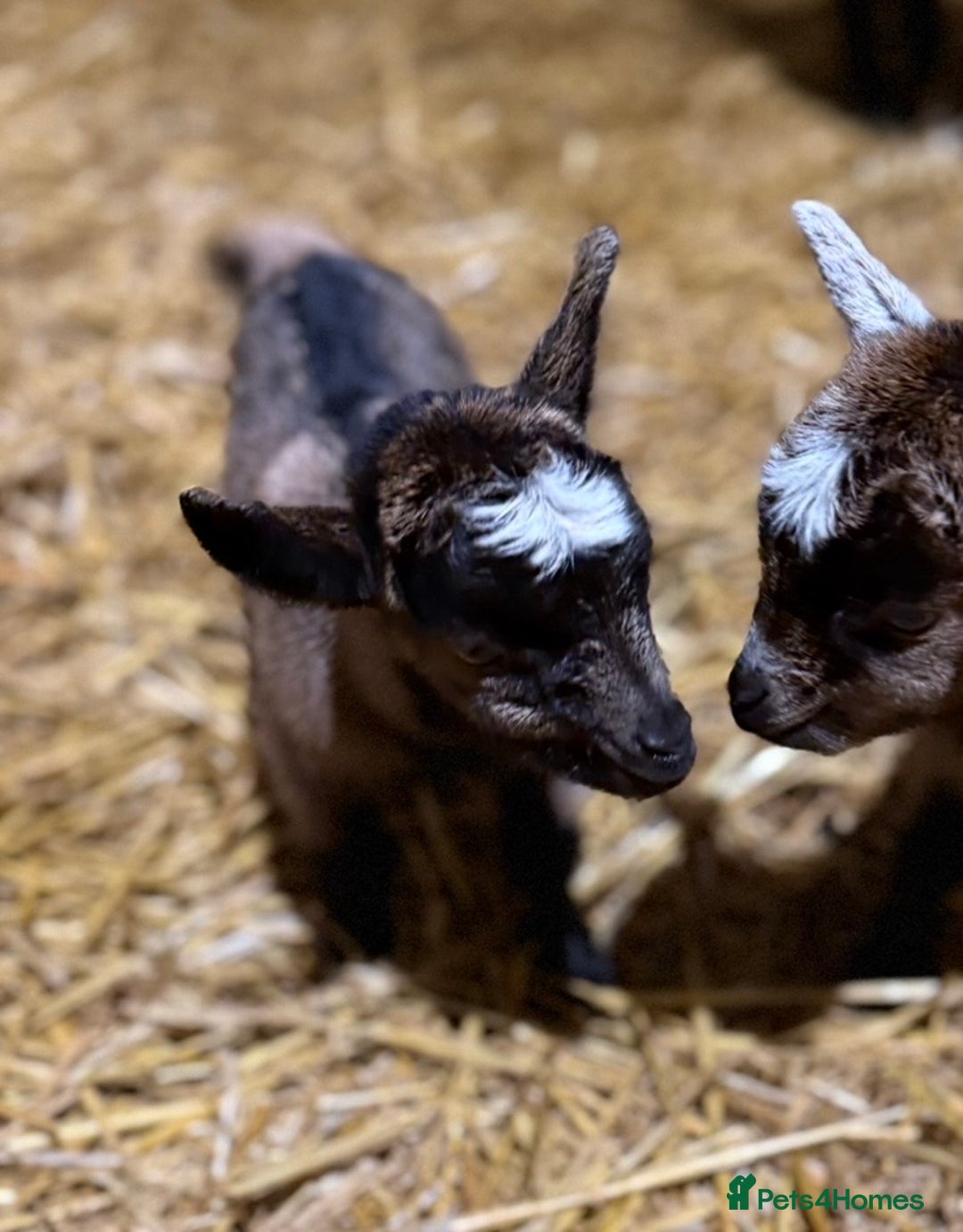 Goats livestock for sale: Small pretty Pygmy Nannie’s/also some with babies  - Advert 14