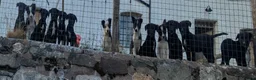 Borador dogs for sale: Boradors pups *READY NOW* - Advert 8