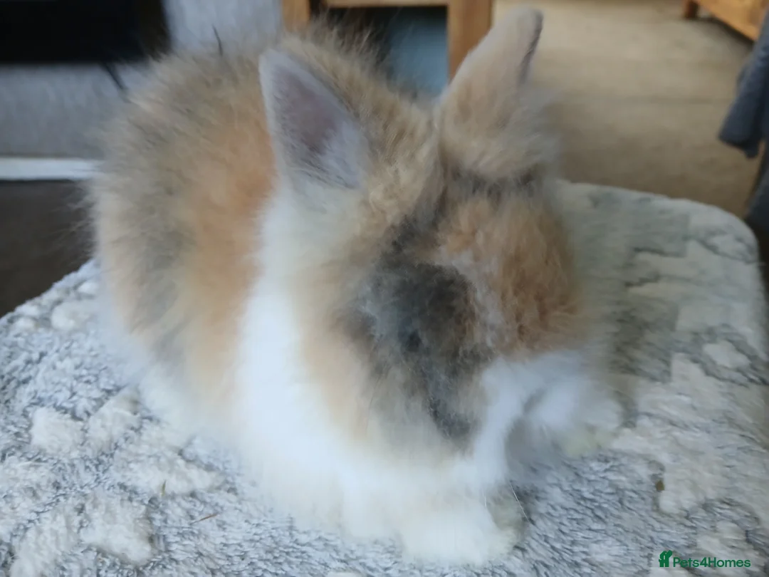 Lionhead rabbits for sale: Stunning DM Lionhead baby rabbit - Advert 1